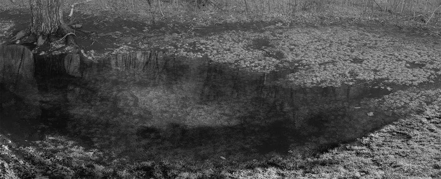 Infrared Photo of Standing Water with Tree Reflections.
